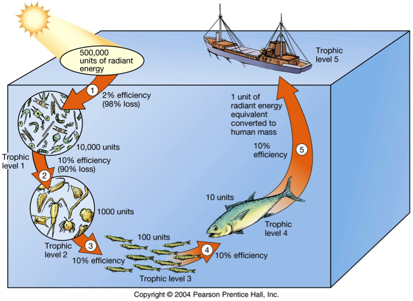 ocean ecosystem producers consumers decomposers