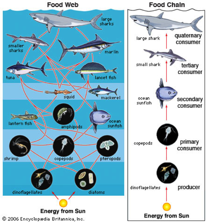 ocean ecosystem producers consumers decomposers