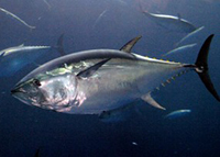 Blue Fin Tuna Image