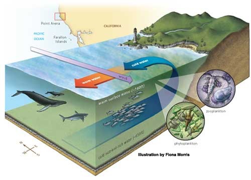 Upwelling Image