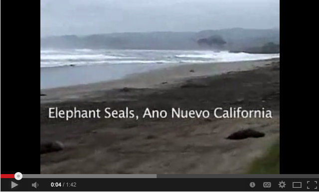 Video of elephant seals