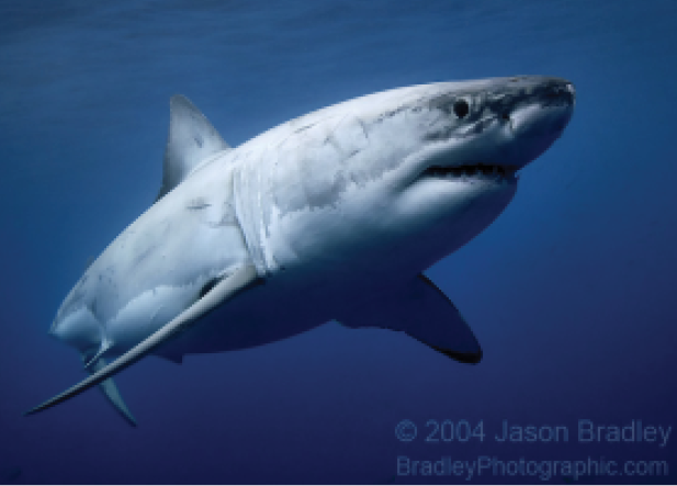 Great White Shark Survival