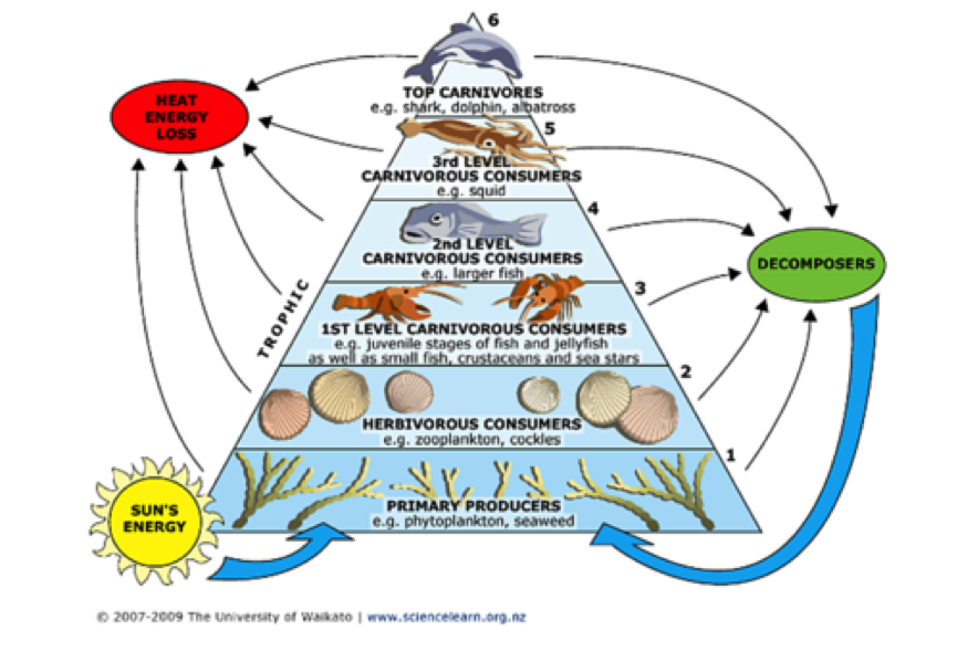 hydrothermal vents food web